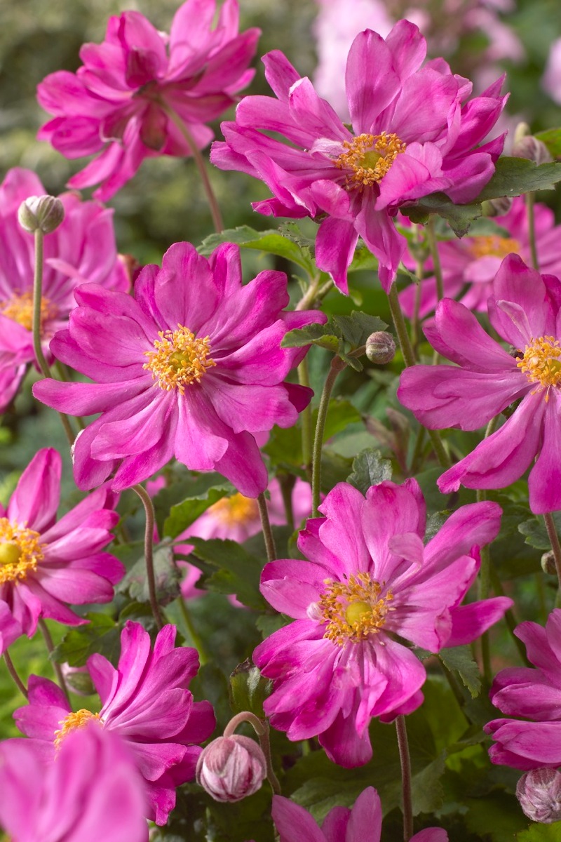 Anemone hupehensis 'Prinz Heinrich'